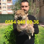 köpek ilanları