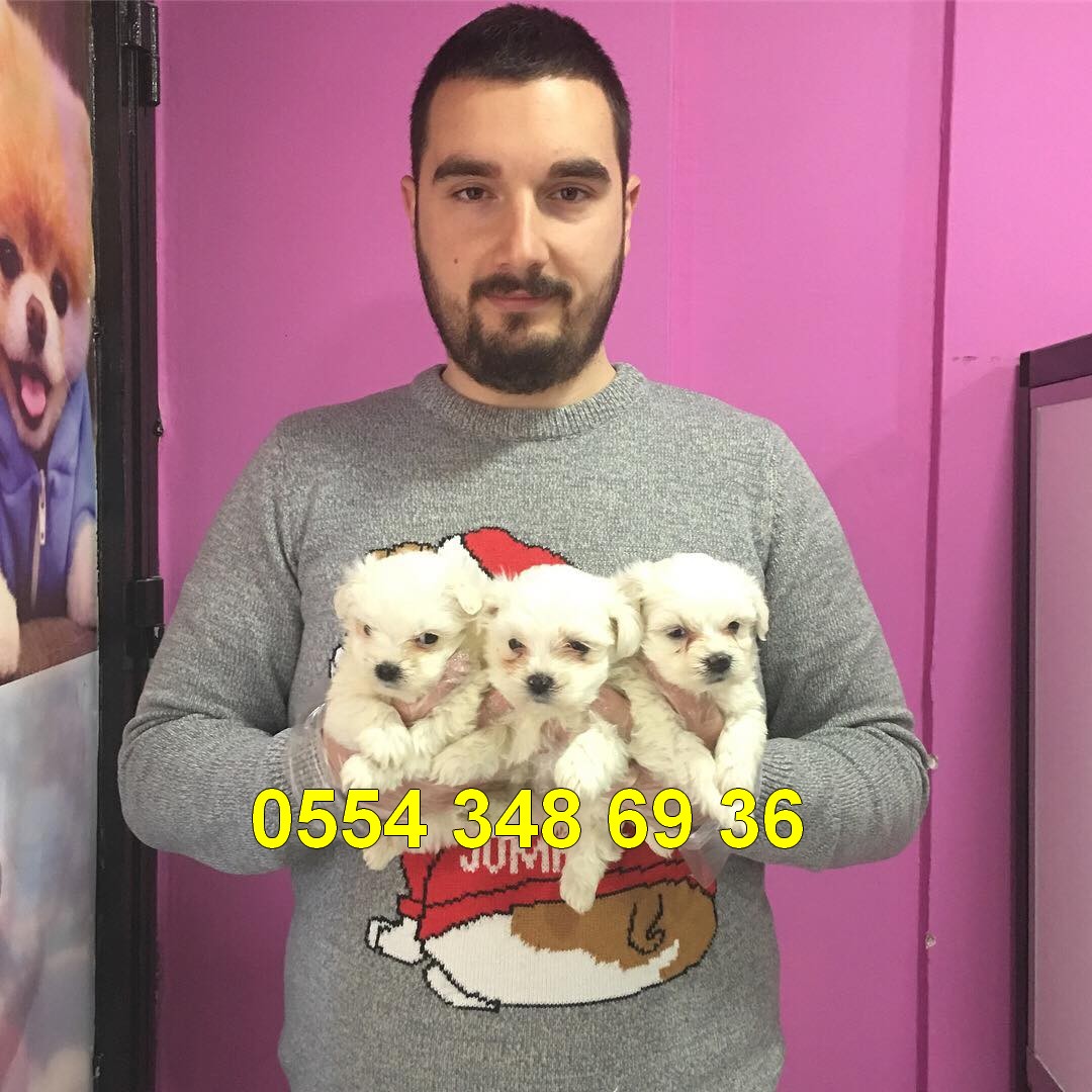Maltese sales terrier teacup