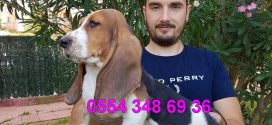 Basset Hound Yavru ilanları