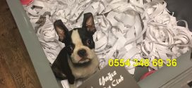 Boston Terrier Yavruları Mağazamızda