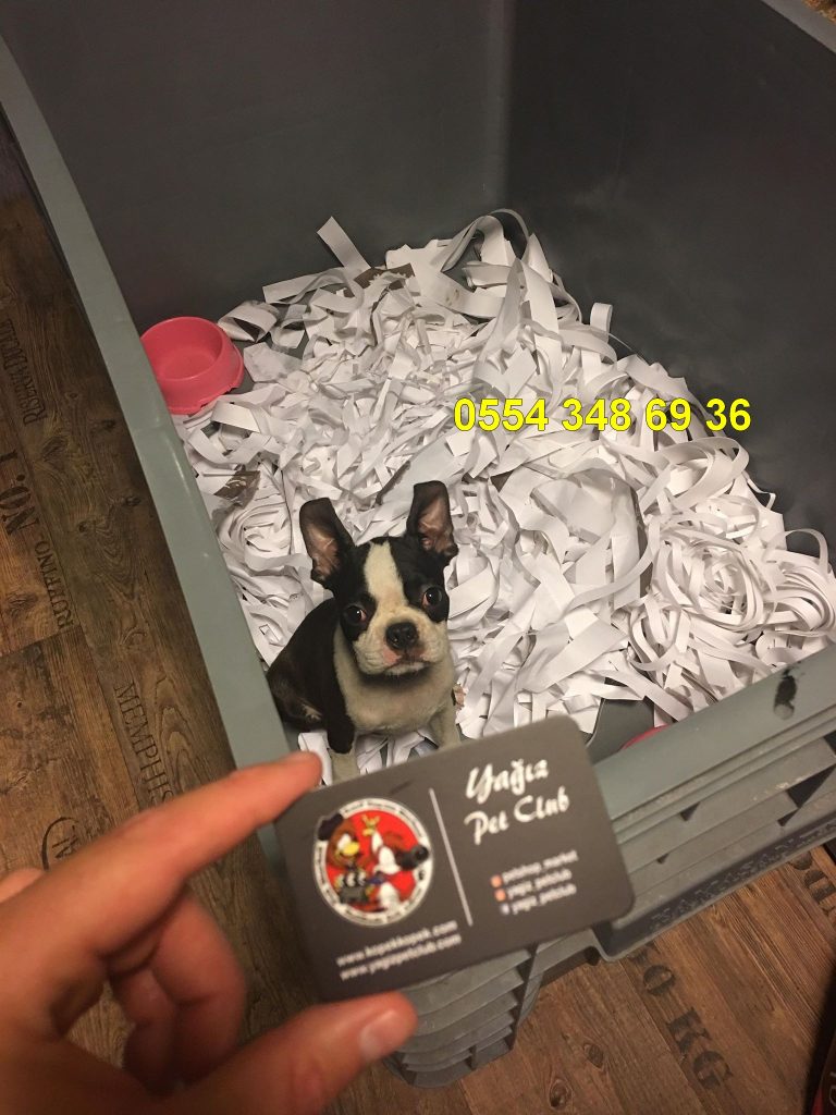 Boston Terrier Yavruları Mağazamızda Satılık Köpek ilanları