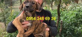 Satılık Presa Canario Yavru ilanları