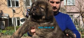 Özel renk kafkas çoban köpeği yavrumuz