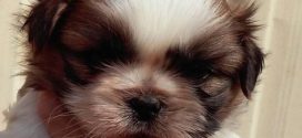 Shih Tzu Yavru video