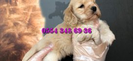 Amerikan Cocker Spaniel Yavruları