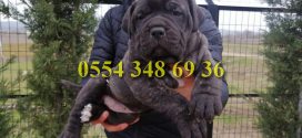 Dev Presa Canario Yavrular