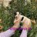 Jack Russell