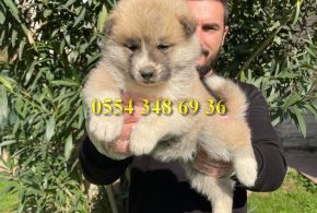 Yağız Pet CLub Japon Akita