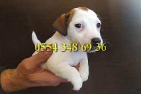Yağız Pet Club Jack Russell
