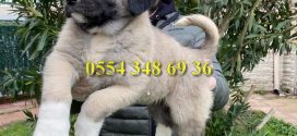 Kangal Köpek Çiftliği