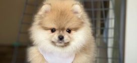 Pomeranian Boo Yağız Pet Club