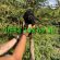 Black Poodle Yavrusu