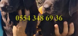 Bursa da Satılık Labrador Yavruları
