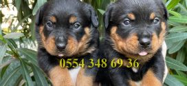 İstanbul da Satılık Rottweiler Yavruları