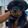 Bursa da Satılık Rottweiler Yavruları