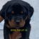 Ankara Rottweiler ilanları