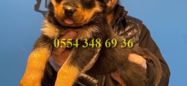 Satılık Rottweiler Yavruları