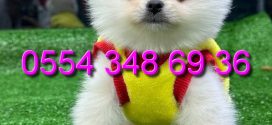 Boo Dog Puppy