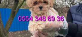 F2 Maltipoo Bebekler