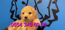 Maltipoo Bebeklerimiz