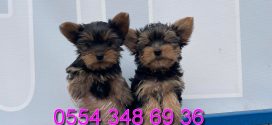 Yorkshire Terrier