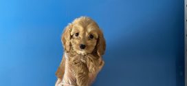 Cockapoo Yavruları