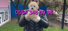 Ankara Maltipoo Yavruları