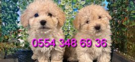 Bursa Maltipoo ilanı