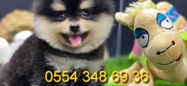 Pomeranian yavrularımız